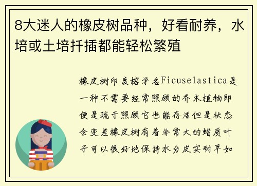 8大迷人的橡皮树品种，好看耐养，水培或土培扦插都能轻松繁殖